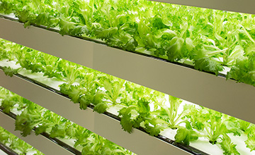 コンテナ型植物工場