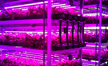 コンテナ型植物工場